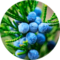 Juniperus communis extract