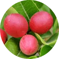 Opuntia vulgaris extract