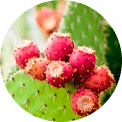 Gymnema sylvestre